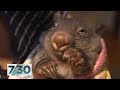 The volunteers saving orphaned baby wombats | 7.30