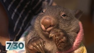 The volunteers saving orphaned baby wombats | 7.30