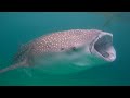 Oslob whaleshark encounter p2