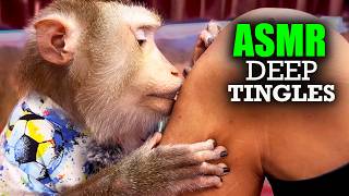 99% Fall Asleep to THIS… Tingly Hair Pick ASMR (REAL Monkey, DEEP TINGLES)