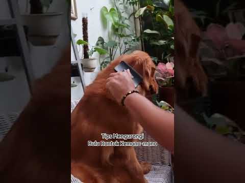 Video: Apakah anjing golden retriever sering rontok?