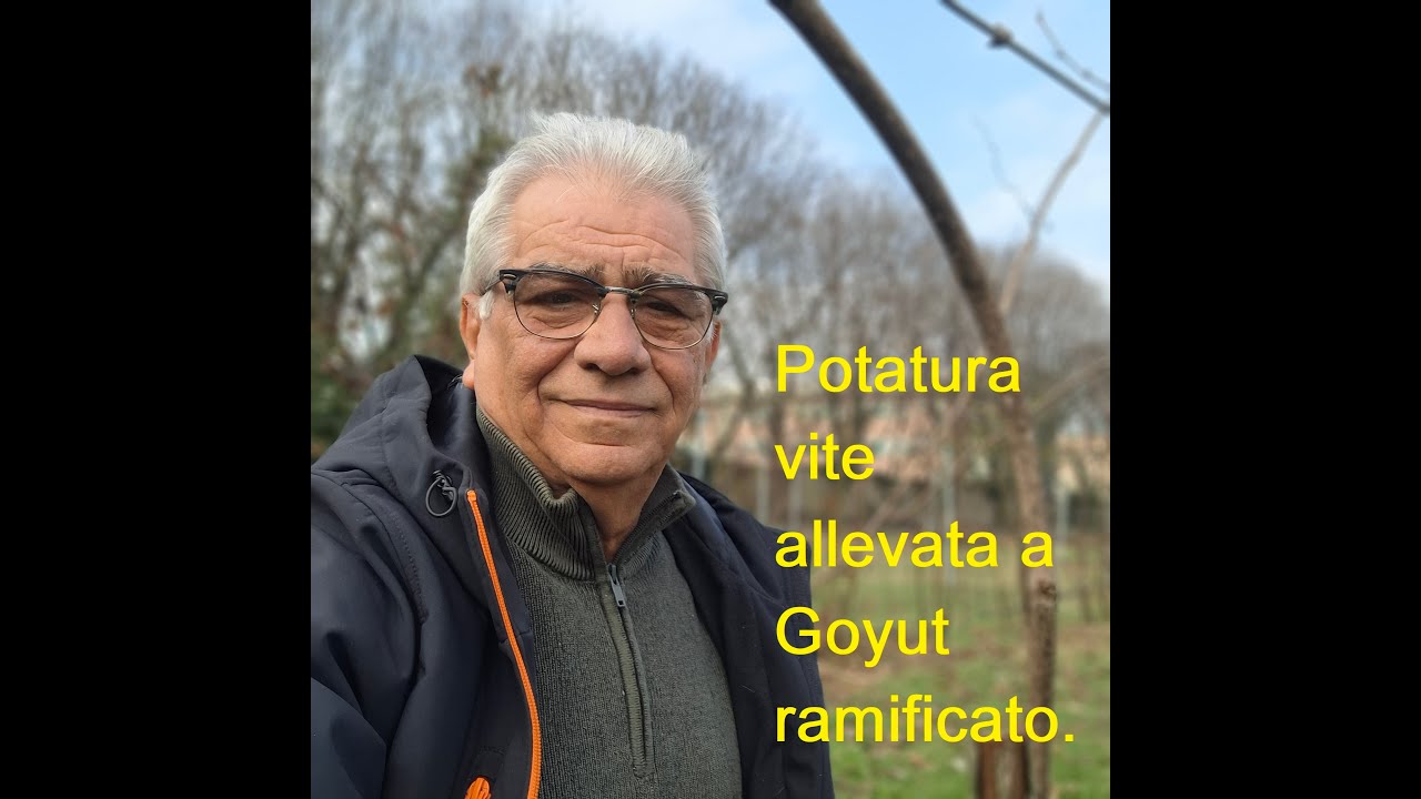 Potatura vite allevata a Guyot ramificato