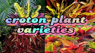 croton plant varieties. beautiful collection 😄 😃attractive plant 🪴