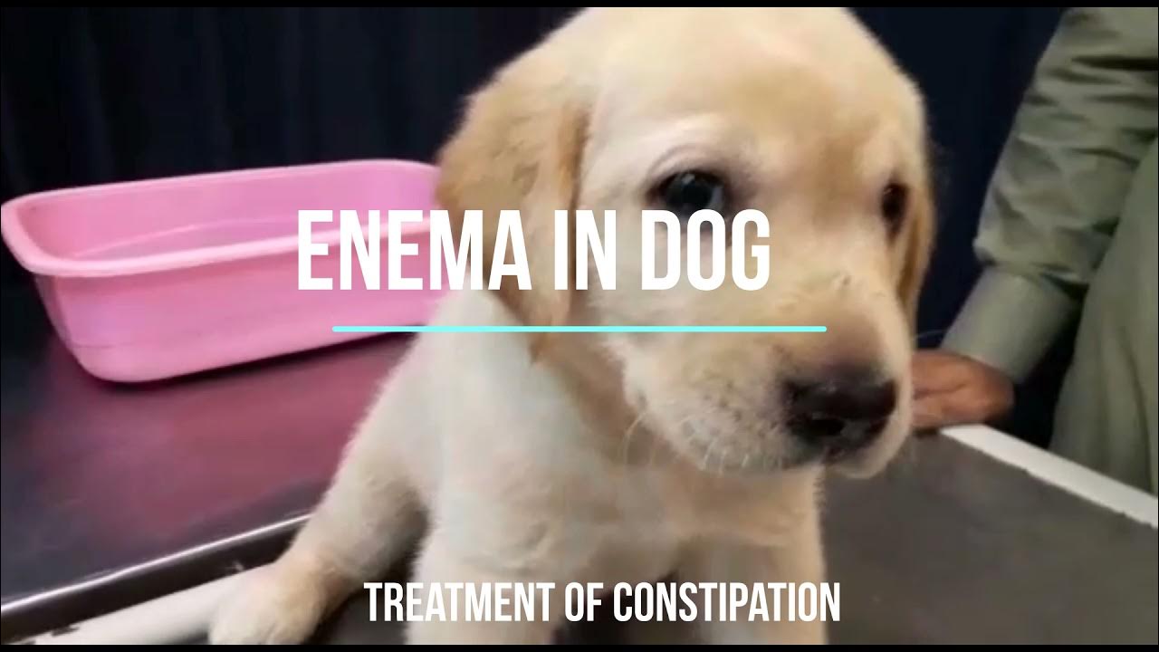 Enema in Dog Enema in Pup Constipation Treatment Glycerine