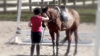 Midori Appendix QH Hunter/Jumper For Sale Midori Appendix QH Hunter/Jumper For Sale