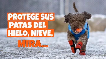 ¿Qué puedo poner en las patas de mi perro en invierno?