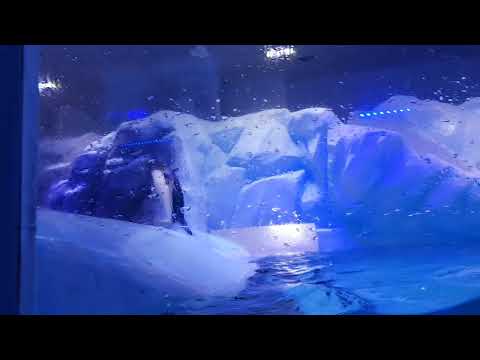 Dubai Mall, Aquarium 30.12.2021