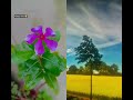 Garmi se pareshan ho#Hy Garmi#flowers #nature