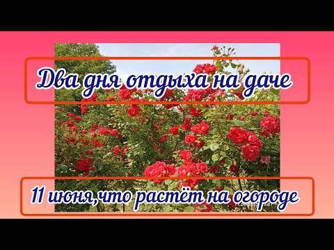 Наш огород на 11 июня,что растёт,наш урожай.