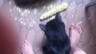 Cat ate all the corn | Кот сожрал всю кукурузу! HD