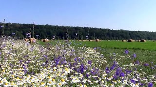 Цветы на полях деревеньки Атлашкино(Красный Яр)