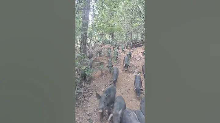 Amazing Pig Farm in Forest 🐷🌲🏡 #pig #boar #hog #viral #animal #wildpig #wildboar #wildlife #farmlife