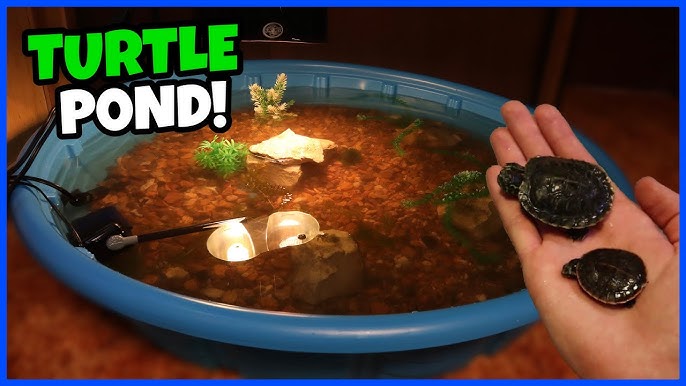CHEAPEST WAY To Set Up A TURTLE TANK! 