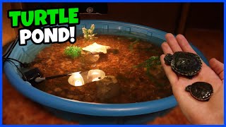 DIY Baby Turtle Pond Setup! (CHEAP)