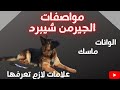 مواصفات الجيرمن شيبرد البيور وازاي تشتري كلبك مع شريف شحاته 