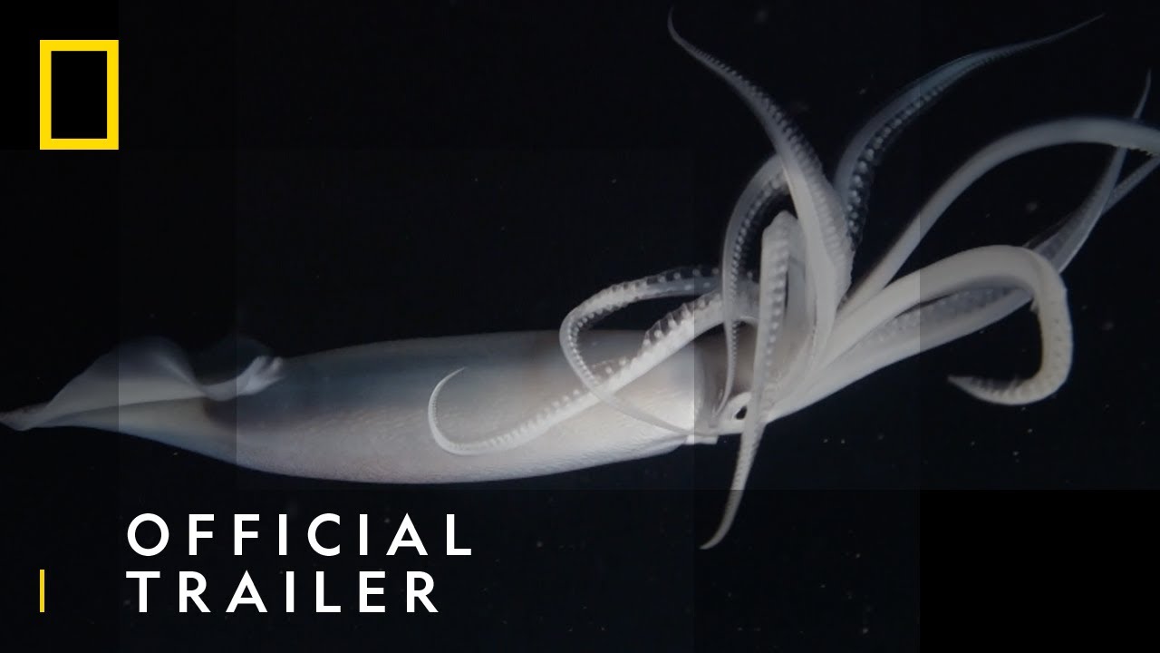 Official Trailer | Ocean Predators | National Geographic UK - YouTube