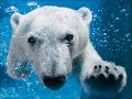 Funniest Polar Bear Videos Compilation 2017 [BEST OF] - Cute Animals