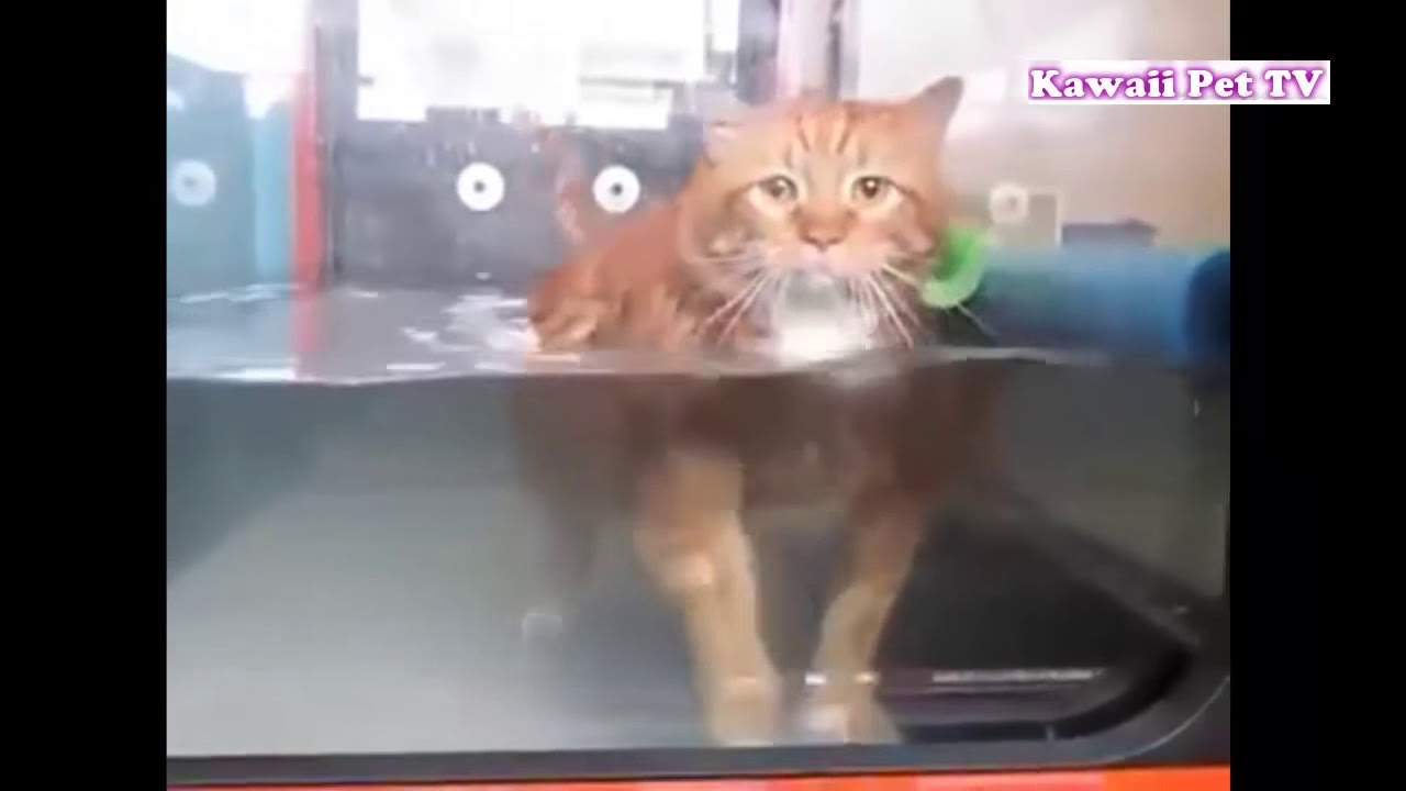 可愛い猫 超おもしろ筋トレ猫 ダイエットするデブ猫たち Youtube 可愛い猫 超おもしろ筋トレ猫 ダイエットするデブ猫たち Youtube