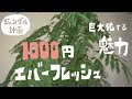 【観葉植物】1,000円エバーフレッシュ 巨大化の魅力（3年半）