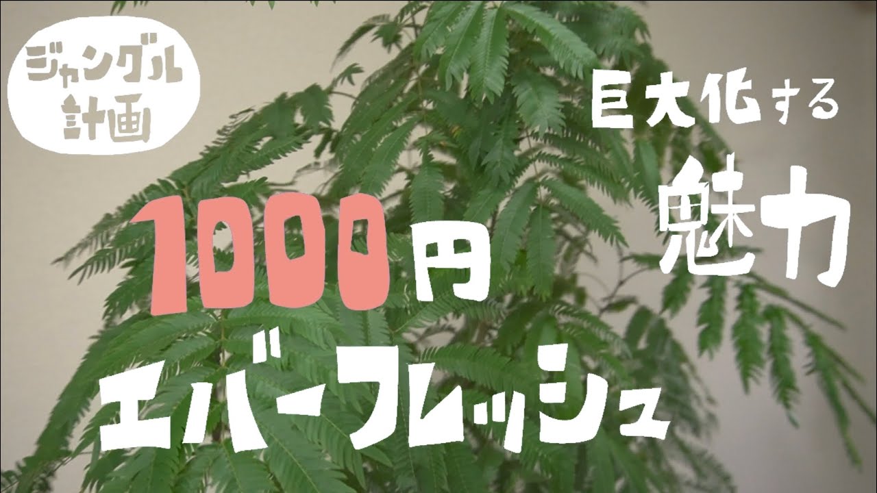 観葉植物 1 000円エバーフレッシュ 巨大化の魅力 3年半 Youtube