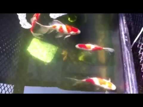 更紗和金大 コメット 三色和金 更紗和金中小 もう一回更紗和金大 Youtube 更紗和金大 コメット 三色和金 更紗和金中小 もう一回更紗和金大 Youtube