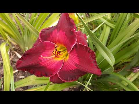 Video: Daylily (100 Bilder): Plantera Och Ta Hand Om Blommor I Det öppna Fältet. Hur Matar Man Den Vackra Dagen I Trädgården? Reproduktionsmetoder