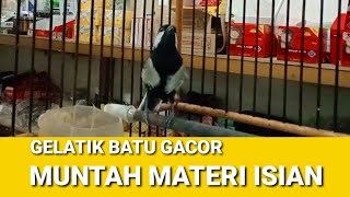 gelatik batu gacor materi isian cililin dan kenari