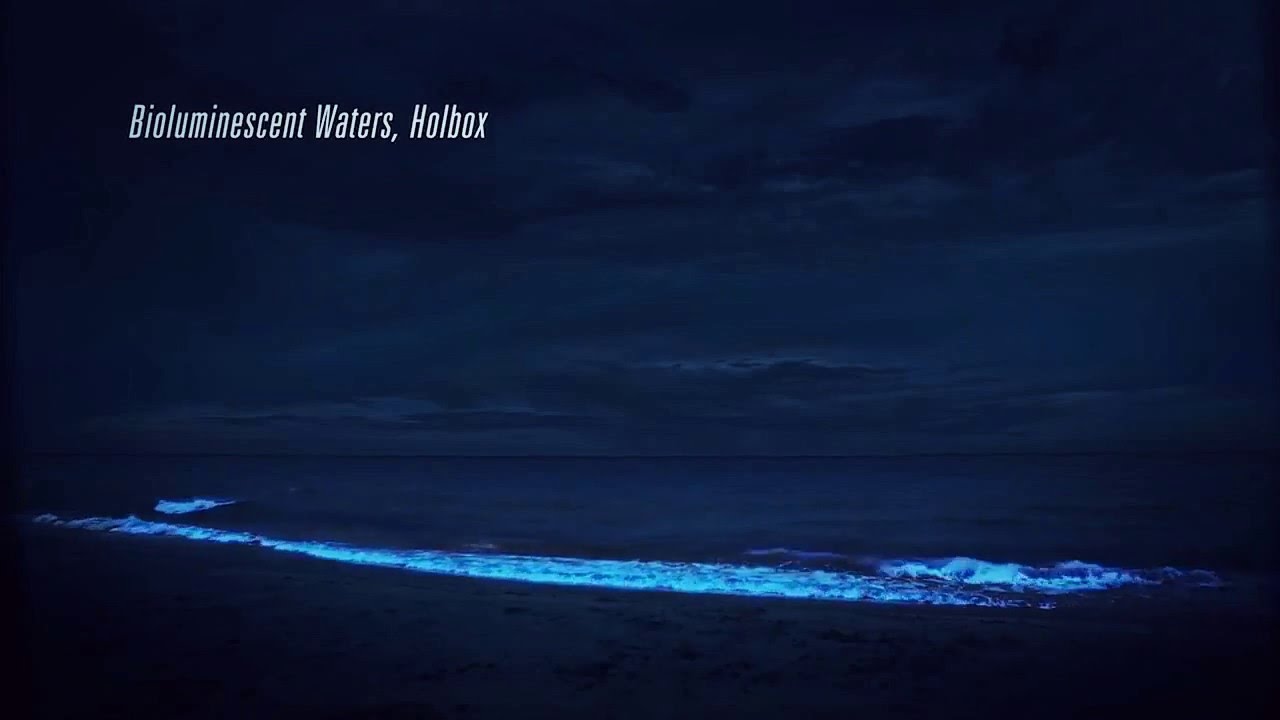 Bioluminiscencia Holbox