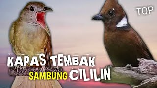 Kapas Tembak Sambung Cililin Mantap Banget Buat Masteran Murai Batu Cucak Ijo Kacer Dan Cendet