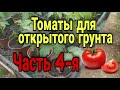 Томаты для открытого грунта.Вторая подкормка для томатов