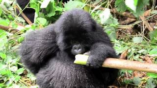 mountain gorilla eating bamboo