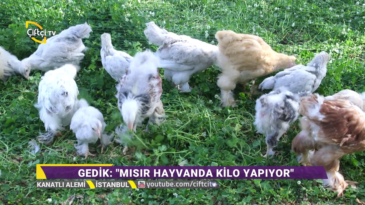 Yumurtaların Muhafaza Edilme İşlemleri - Kanatlı Alemi / Çiftçi TV