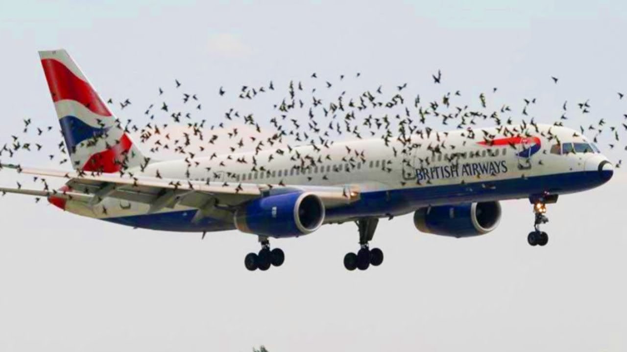 Birds Refuse To Leave Plane Alone – When Realizing Why The Pilot Burst Into Tears