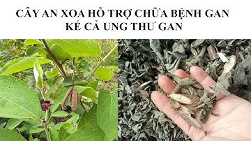 CÂY AN XOA HỖ TRỢ CHỮA BỆNH GAN KỂ CẢ UNG THƯ GAN