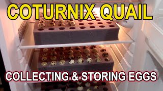 COTURNIX HATCHING EGGS - Collecting & Storage
