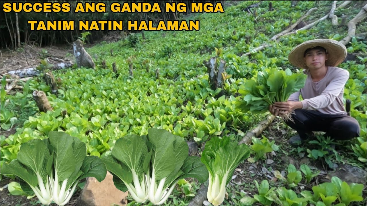 HARVEST NG MUSTA AT PECHAY SA AREA 6