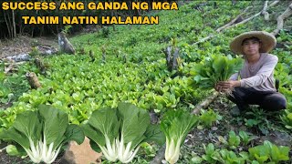 Download Lagu HARVEST NG MUSTA AT PECHAY SA AREA 6 MP3