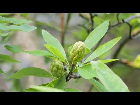 Wideo: Choroby Sweetbay Magnolia: Rozpoznawanie objawów choroby Magnolia w Sweetbay
