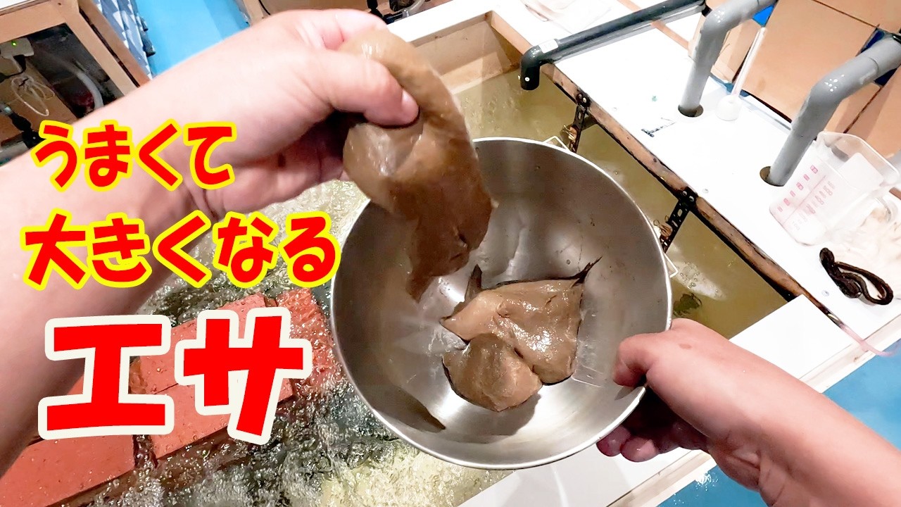 Feeding the eels you catch (eel feed) [Eel farming] - YouTube