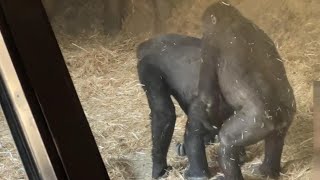 gorilla お姉ちゃんを追いかけ回すリキ【2023‎】【上野動物園】ゴリラRiki chasing after his sister