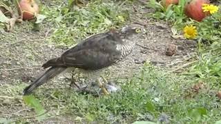 Sparrowhawk plucking a Starling #2