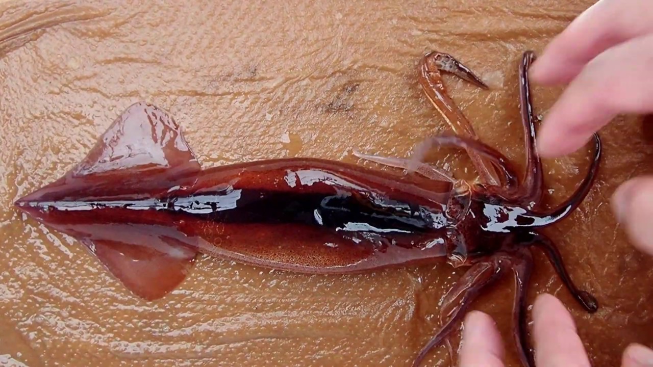 コース 頭足類の魅力的な世界