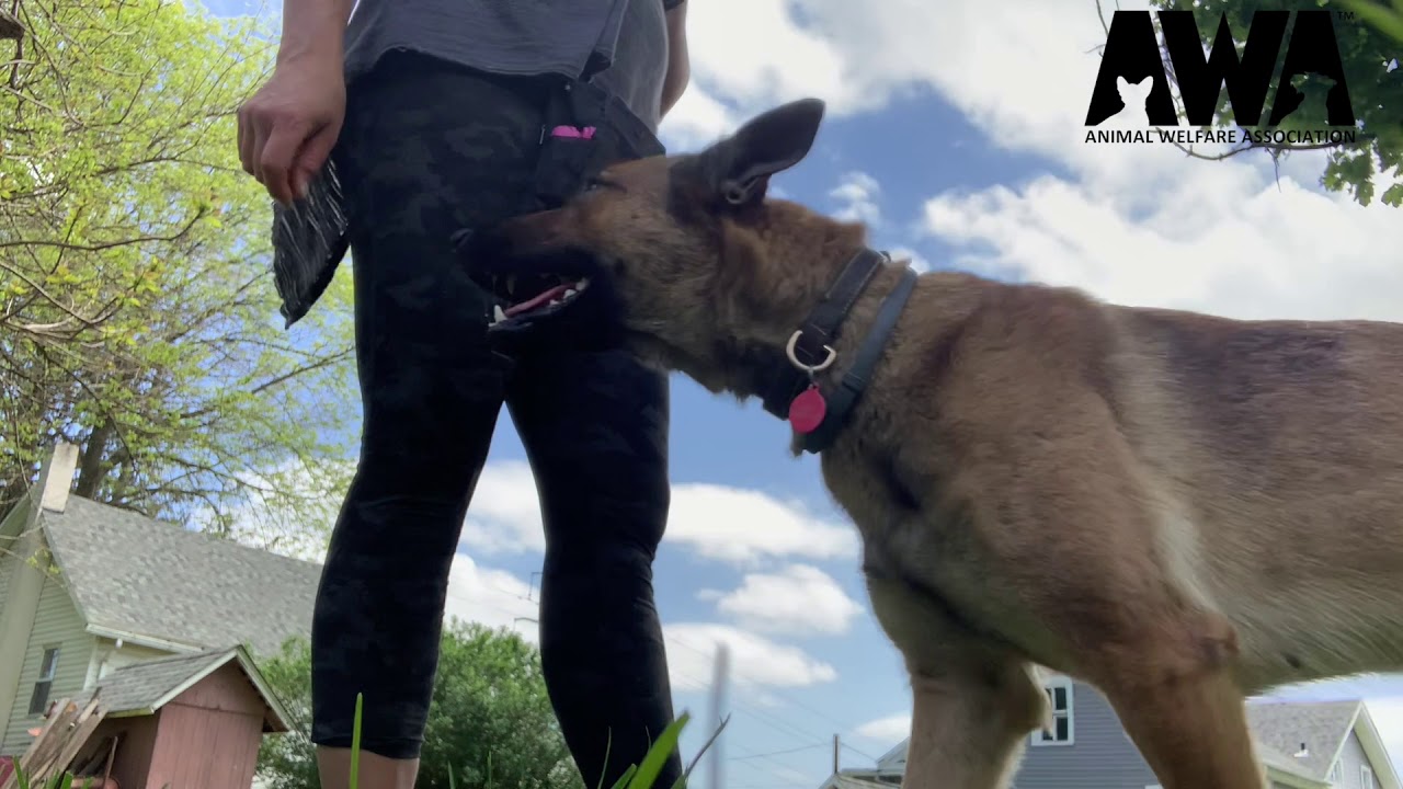 Begcommand For Dogs Liz Teaches the Beg Command | Dogs for Adoption | Animal Welfare ...