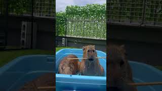 Happy new year Stay chill Stay happy Capybara style cappiness capybara capybarac