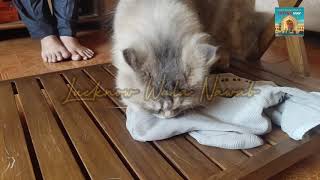 Beautiful Brown Russian  Cat smelling socks