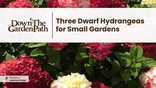 Download Lagu Three Dwarf Hydrangeas for Small Gardens Download Lagu Three Dwarf Hydrangeas for Small Gardens