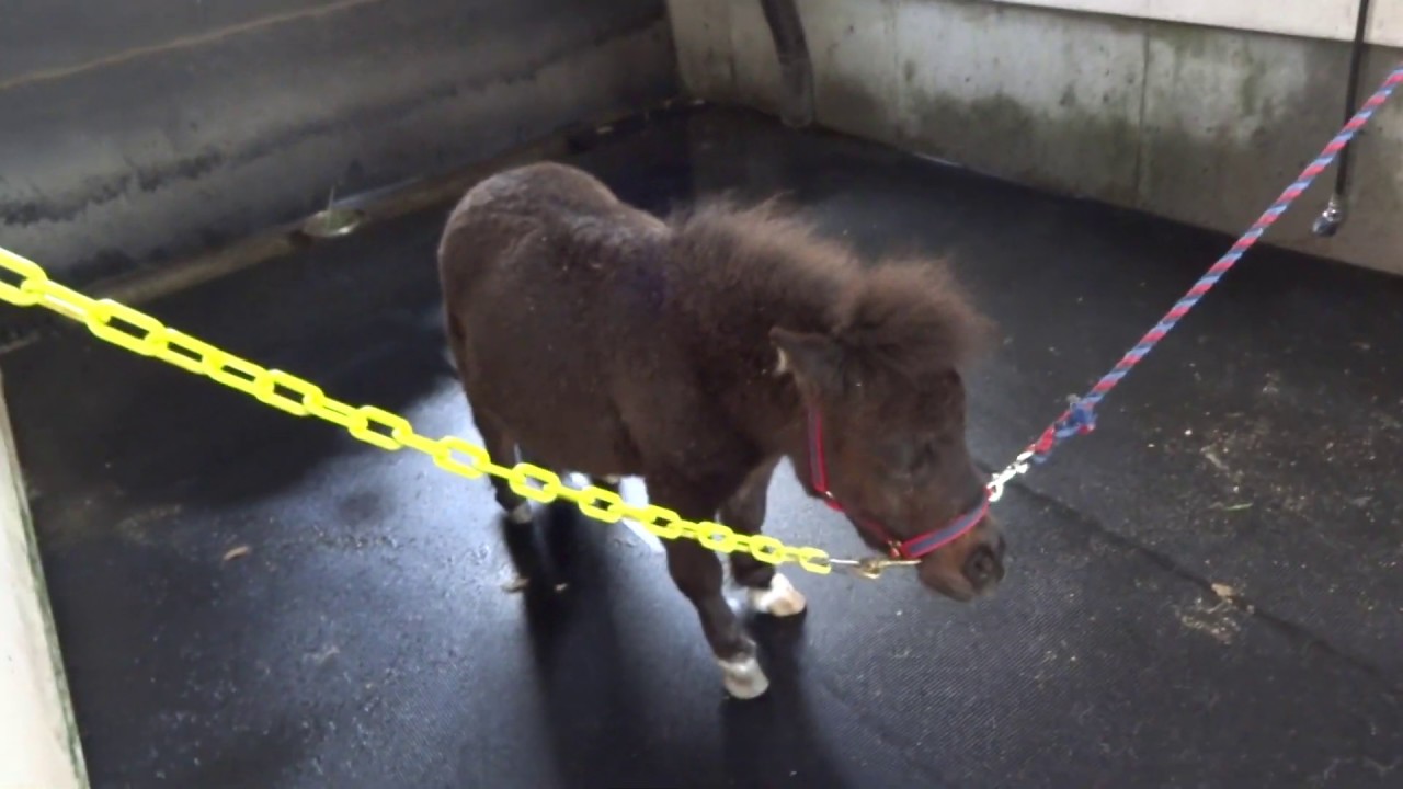 ノーザンホースパークの可愛いポニー サミーくんと初対面 Pretty Pony Youtube