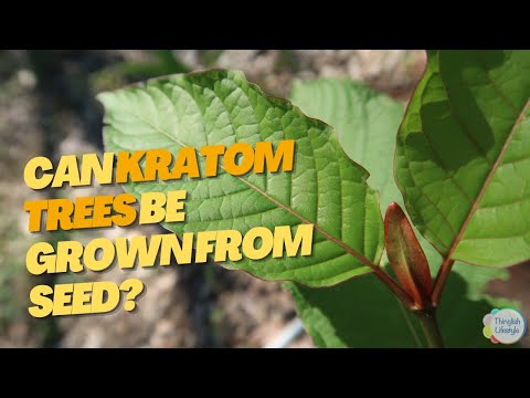 ვიდეო: კრატომის მცენარის ინფორმაცია: შეიტყვეთ კრატომის მცენარის ზრდის შესახებ