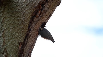 Nuthatch (Sitta europaea) digging a nest hole