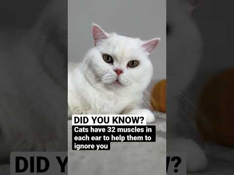 Cat can hear